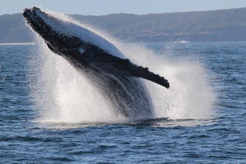 Jervis Bay Whale Watching Tour - Accommodation QLD 0