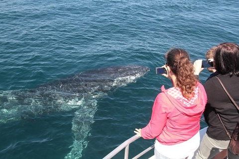 Jervis Bay Whale Watching Tour - Accommodation QLD 9
