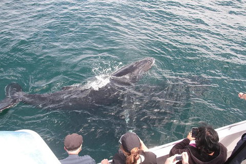 Jervis Bay Whale Watching Tour - Accommodation QLD 12