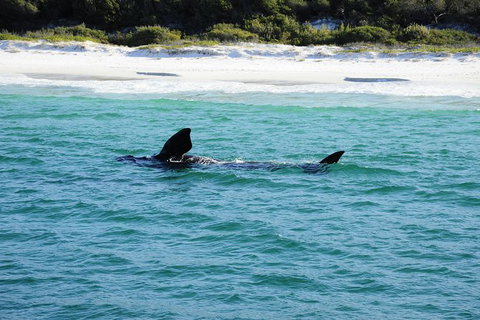 Jervis Bay Whale Watching Tour - Accommodation QLD 5