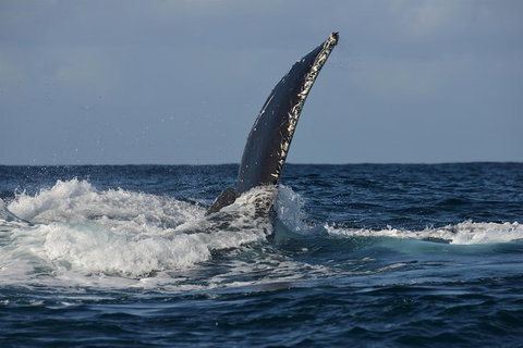 Jervis Bay Whale Watching Tour - Accommodation QLD 8