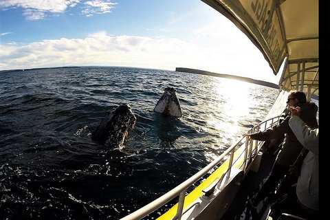 Jervis Bay Whale Watching Tour - Accommodation QLD 3