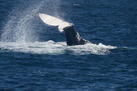 Jervis Bay Whale Watching Tour - Accommodation QLD 11