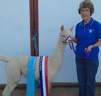 Marchmont Park Alpacas - Accommodation QLD