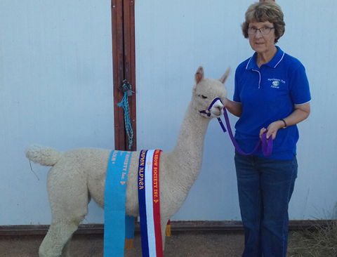 Marchmont Park Alpacas - Accommodation QLD 0