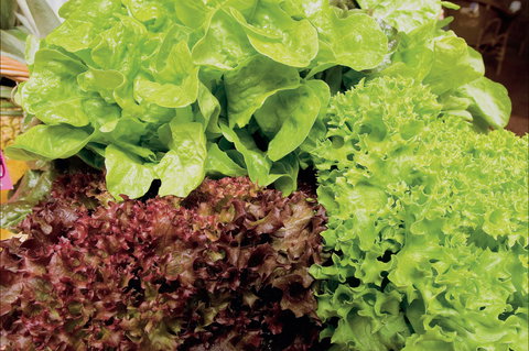 Apple Tree Creek - Accommodation QLD 0