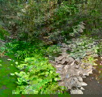 Brindle Creek Walking Track - Accommodation QLD