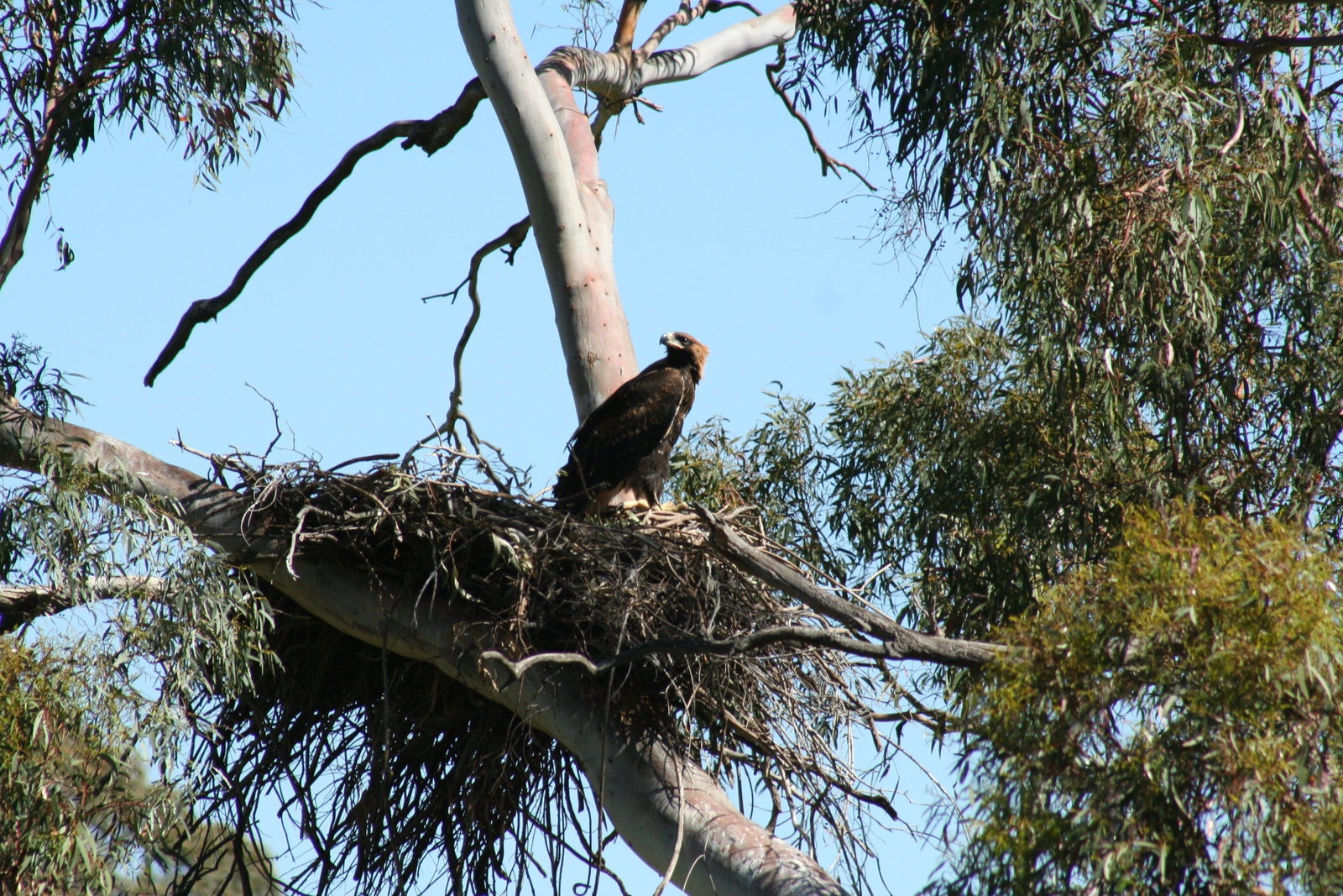 Leneva VIC Accommodation QLD