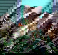 Cohunu Koala Park - Accommodation QLD