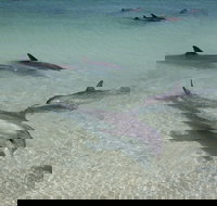 Dolphins of Monkey Mia - Accommodation QLD