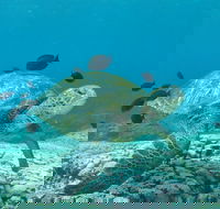 Flinders Reef Dive Site - Accommodation QLD