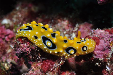 Flinders Reef Dive Site - Accommodation QLD 1