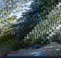 Hastings Forest Way Touring Route - Accommodation QLD