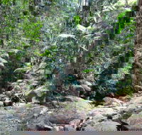 Lyrebird track - Accommodation QLD