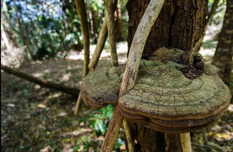 Mount Keira Ring Track - Accommodation QLD 0