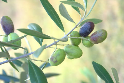 Olives Of Beaulieu - Accommodation QLD 2