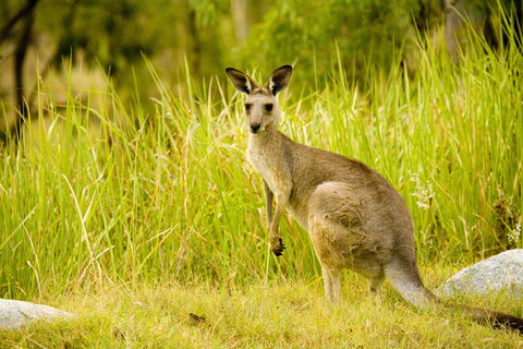 Perseverance - Accommodation QLD 0