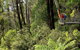 Pipers Lookout - thumb 0