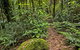 Red Cedar Loop - thumb 0