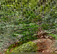 Red Cedar Loop - Accommodation QLD