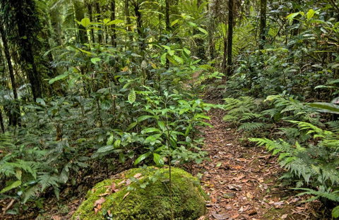 Red Cedar Loop - Accommodation QLD 0