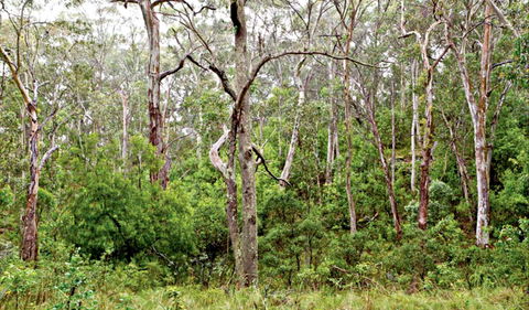 Scutts Hut Trail - Accommodation QLD 0