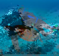 Second Reef Dive Site - Accommodation QLD