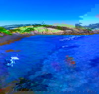 Snorkelling Montague Island - Accommodation QLD