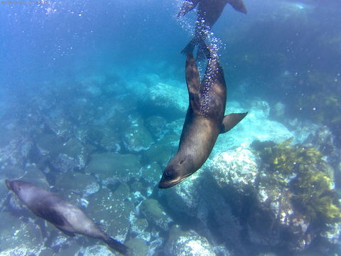 Snorkelling Montague Island - Accommodation QLD 1