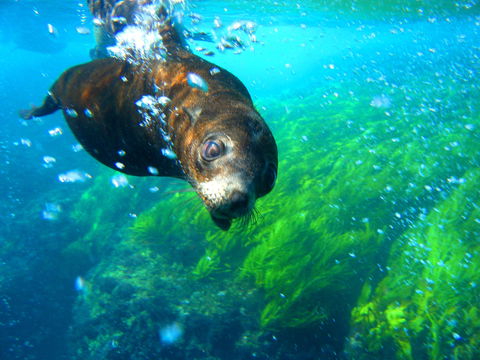 Snorkelling Montague Island - Accommodation QLD 2
