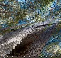 Wallumatta Nature Reserve - Accommodation QLD