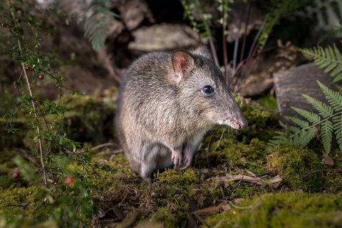 Wildlife Wonders - Accommodation QLD 0