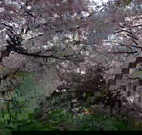 Wildwood Garden - Accommodation QLD