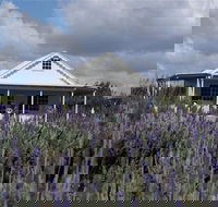 Amandine Lavender - Accommodation QLD