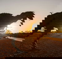 Australian Dinosaur Trail - Accommodation QLD