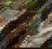 Birdland Animal Park - Accommodation QLD