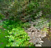 Brindle Creek Picnic Area - Accommodation QLD