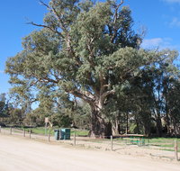 Giant Gum Tree - Accommodation QLD