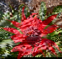 Inverawe Native Gardens - Accommodation QLD