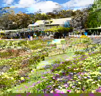 Kate's Berry Farm - Accommodation QLD