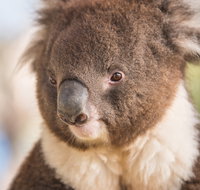 Kyabram Fauna Park - Accommodation QLD