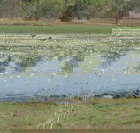 Leaning Tree Lagoon Nature Park - Accommodation QLD