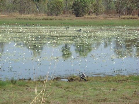 Leaning Tree Lagoon Nature Park - Accommodation QLD 0