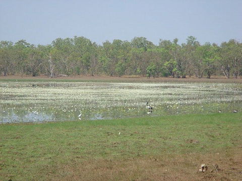 Leaning Tree Lagoon Nature Park - Accommodation QLD 1