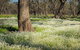 Leaghur State Park - thumb 0