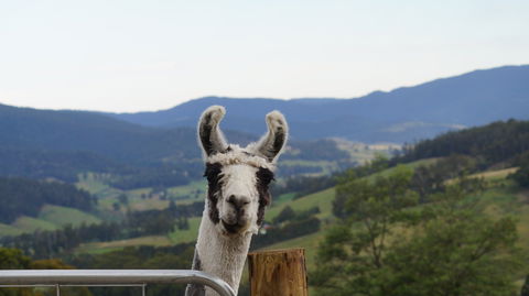 Llama Walks Tasmania - Accommodation QLD 0