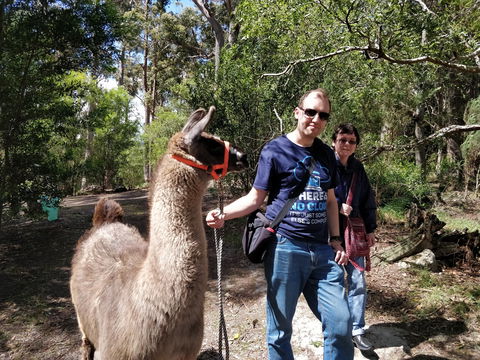 Llama Walks Tasmania - Accommodation QLD 1