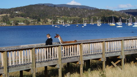 Llama Walks Tasmania - Accommodation QLD 2