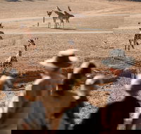 Monarto Safari Park - Accommodation QLD