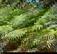 Mungo Rainforest Walk - Accommodation QLD
